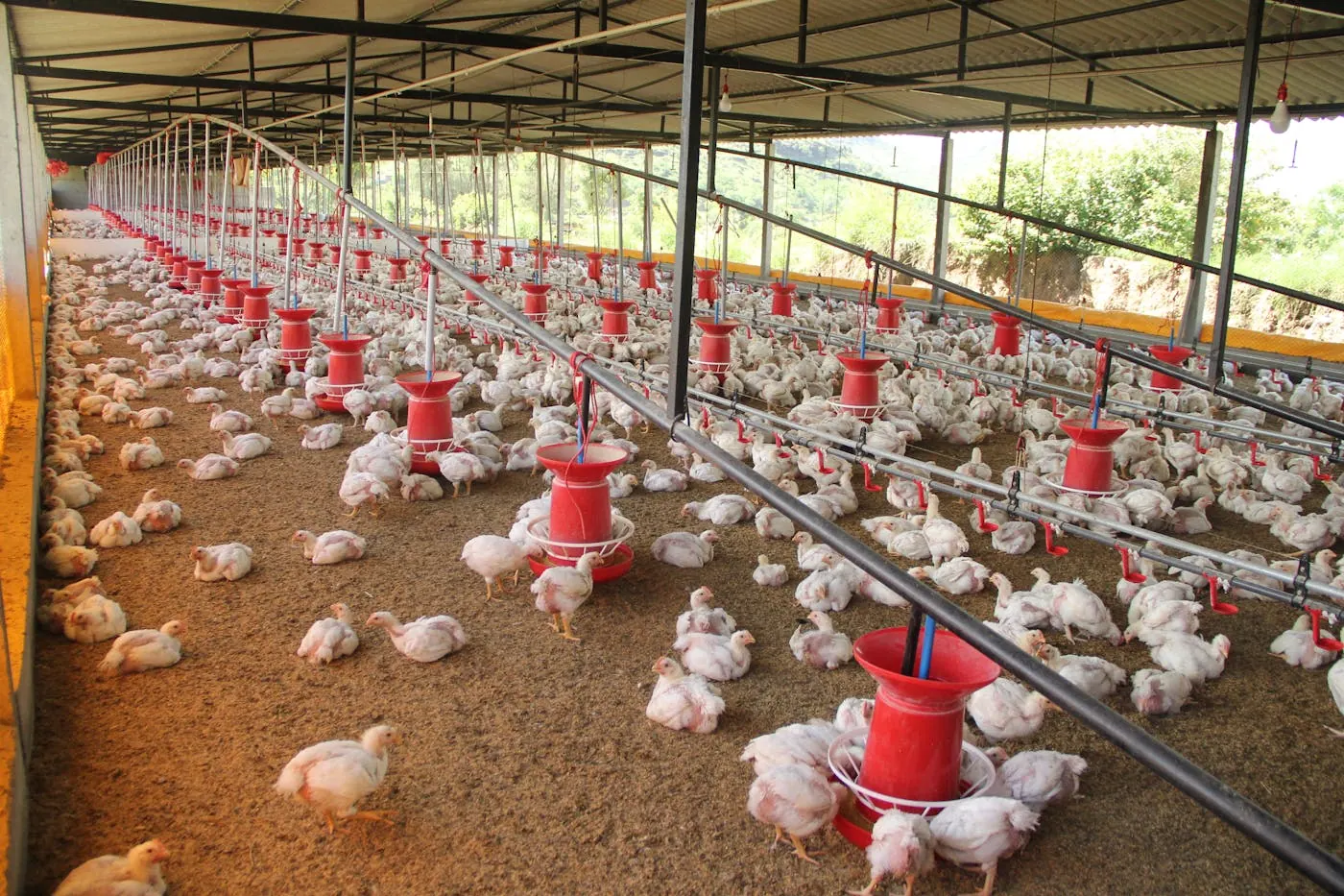 Poultry farming infrastructure supporting India's egg supply chain